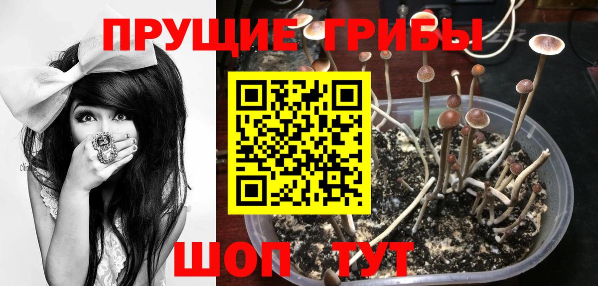 Псилоцибиновые грибы GOLDEN TEACHER Каменка